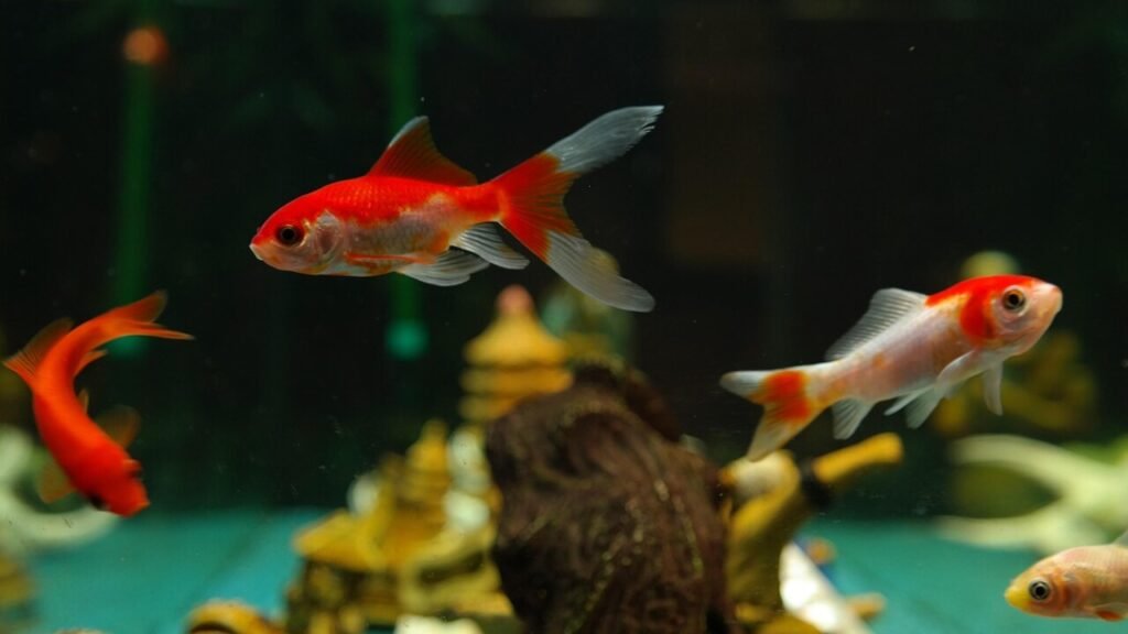 Certificat de capacité animaux non domestiques prix – téléchargement gratuit en PDF